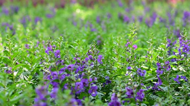 close-up Angelonia goyazensis Benth with selective focus, showcasing vibrant purple Angelonia flowers blooming beautifully in a natural meadow garden.