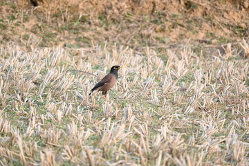 Indian Myna Birds. Its other names Common myna and mynah. This is  a bird of the starling family Sturnidae. This is a group of passerine birds which are native to southern Asia, especially India. 
