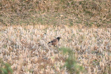 Indian Myna Birds. Its other names Common myna and mynah. This is  a bird of the starling family Sturnidae. This is a group of passerine birds which are native to southern Asia, especially India. 
