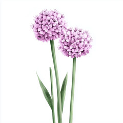 Naklejka premium illustration of Allium Flowers, summer flowers, soft watercolor tones, white background, detailed illustration, cartoonish.