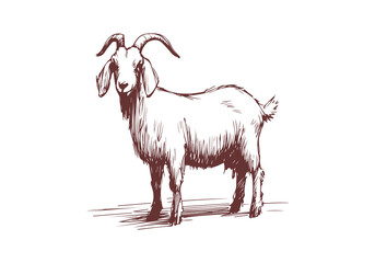 Fototapeta premium Boer Goat hand drawn sketch illustration vector