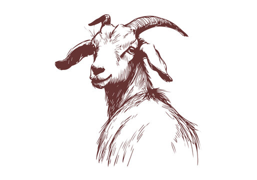 Boer Goat hand drawn sketch illustration vector