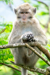 Macaca fascicularis (kera ekor panjang, monyet ekor panjang, long-tailed macaque, crab-eating monkey, cynomolgus macaque) in the jungle