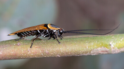 Native Australian Cockroach - Ellipsidion australe (Austral Ellipsidion) - Side Profile