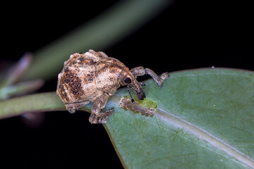 Haplonyx sp. weevil climbing on green leaf