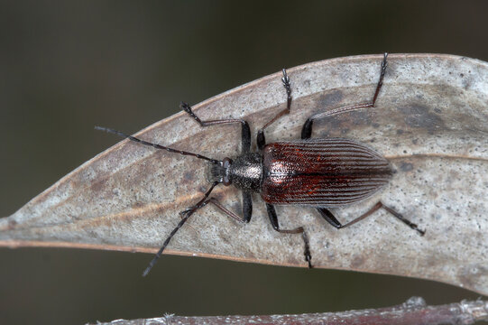 Australian Darkling Beetle - Homotrysis cisteloides - In Situ Macro
