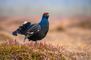Black grouse lekking on a spring april morning in a swamp