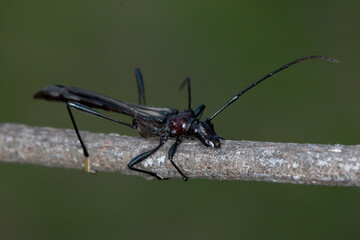 Macrones purpureipes - side profile of longhorn beetle on twig