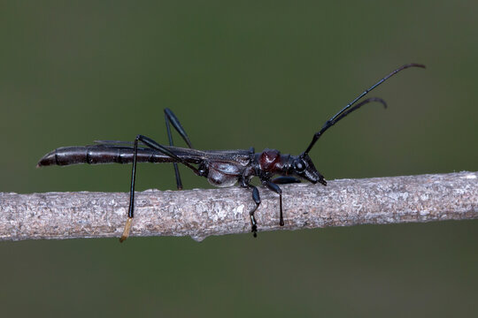 Longhorn beetle - Macrones purpureipes - lateral view perched on branch