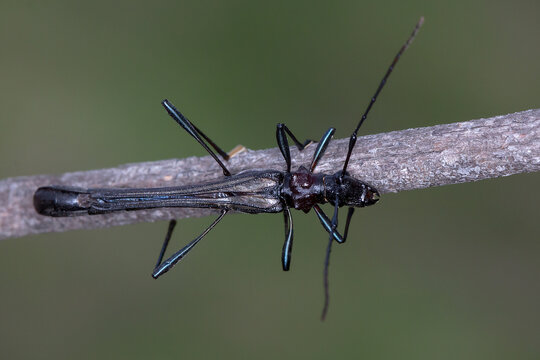 Macrones purpureipes - dorsal view of rare longhorn beetle on twig