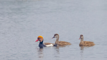 Red-Crested Pochard (Netta rufina) duck floating in water body at forest.