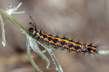 Colorful Caterpillar - Australian Magpie Moth (Nyctemera amicus) - In Situ Macro
