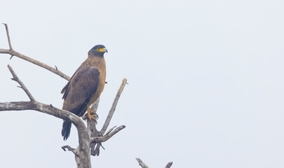 Crested Serpent Eagle (Spilornis cheela) perching on tree branch in the forest.