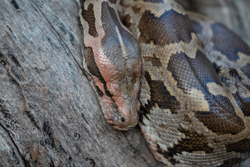 Rock Python (Python sebae) taking sunbath on tree.
