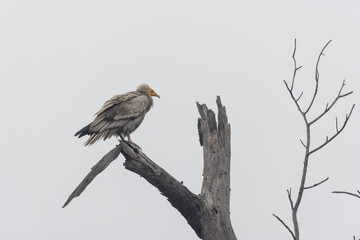 Egyptian Vulture perching on tree.