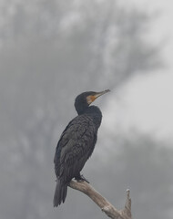 Great Cormorant (Phalacrocorax carbo) fishing in the water pond at keoladeo national park.