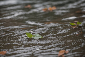 A leaf floating on the surface of water, in the background you can see other leaves on and in the water. Bubbles form on the surface of the water