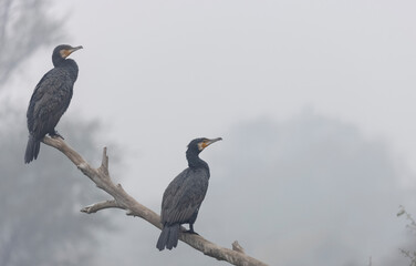 Great Cormorant (Phalacrocorax carbo) fishing in the water pond at keoladeo national park.