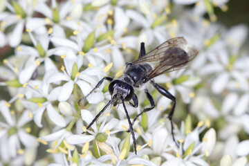 Grass-carrying wasp - Isodontia sp. - on Sweet Bursaria