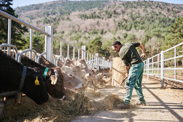Farmer spreading hay with pitchfork for cattle in outdoor farm setting