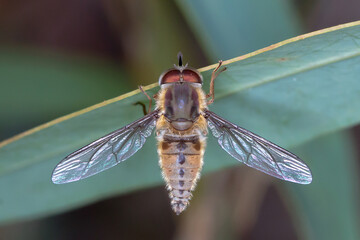 Tangleveined fly resting - Trichophthalma genus insect