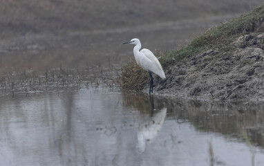 Intermediate egret (Ardea intermedia) bird hunting for fish in water body in foggy winter morning.