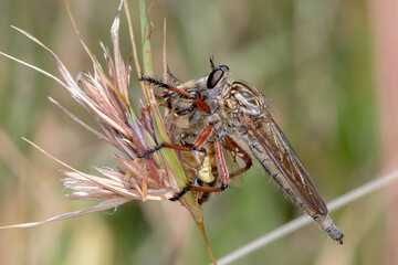 Robber fly with prey � predatory behaviour of Asilinae