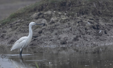 Intermediate egret (Ardea intermedia) bird hunting for fish in water body in foggy winter morning.
