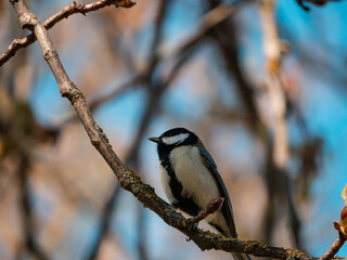 Bird on a tree 