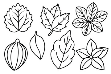 Squash Leaf Line Art Illustration Detailed Drawing for Artistic Work  