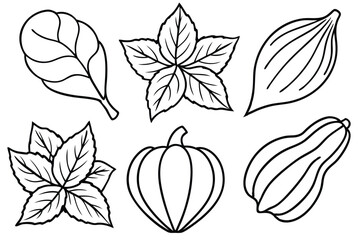 Squash Leaf Line Art Illustration Simple Sketch for Botanical Art 