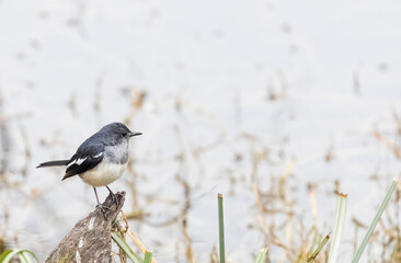 Oriental Magpie-Robin (Copsychus saularis) male bird perched on tree