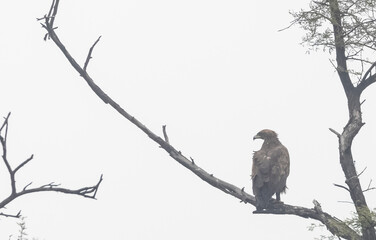 Booted eagle (Hieraaetus pennatus) perching on tree branch.