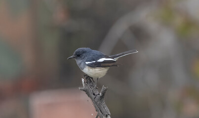Oriental Magpie-Robin (Copsychus saularis) male bird perched on tree
