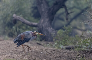 Purple heron (Ardea purpurea) in wetland for food.