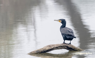 Great Cormorant (Phalacrocorax carbo) fishing in the water pond at keoladeo national park.