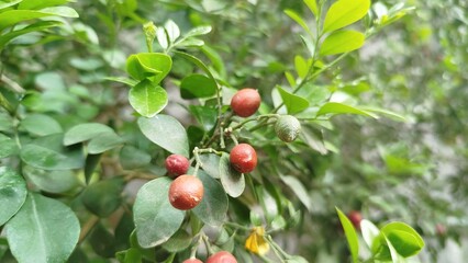 Close-Up of Red Berries on a Green Leafy Bush
