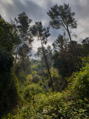 Bosque mediterraneo con pinos y hiedras