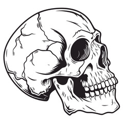 Detailed monochrome outline of a skull with intricate bone structure and distinct eye socket