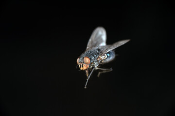 Calliphora Vomitoria, nota come mosca blu su fondo nero
