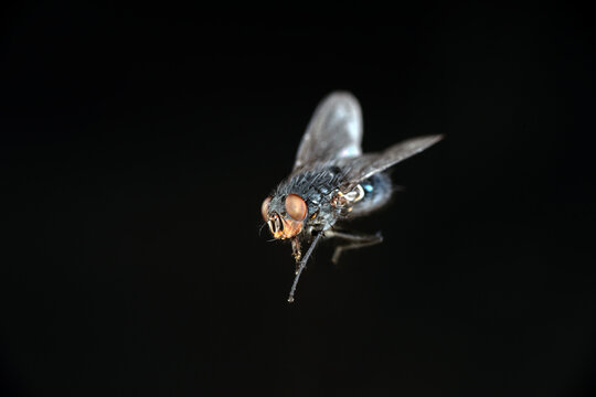 Calliphora Vomitoria, nota come mosca blu su fondo nero
