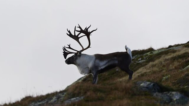 Majestic bull reindeer stands in profile on Norway mountain, looks at camera, then looks away as second animal appears.