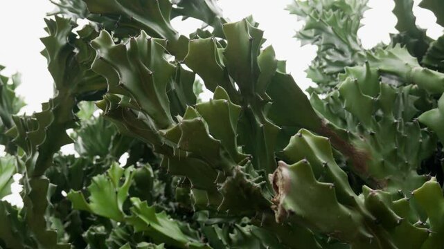 Spiny Green Succulent Mottled Spurge (Euphorbia Lactea) In Cactus Garden. closeup shot