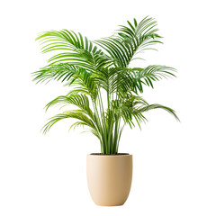 Lush Palm Plant in Beige Pot Against Transparent Background