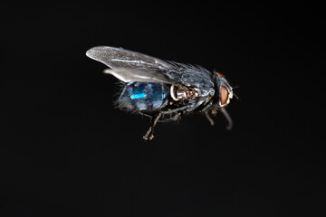 Calliphora Vomitoria, nota come mosca blu su fondo nero
