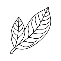 Fototapeta premium leaf icon, leaf vector illustration-simple illustration of leaf, perfect for leaf logos and icons