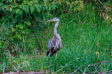 Great Blue Heron standing amongst lush green foliage