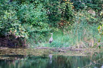 Great Blue Heron standing amongst lush green foliage