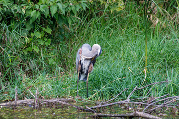 Great Blue Heron standing amongst lush green foliage