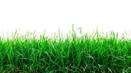 Obraz premium Green grass border, on a transparent background. The horizon of the green lawn. 